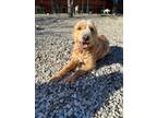 Adopt Peggy a Red/Golden/Orange/Chestnut Goldendoodle / Labradoodle / Mixed dog