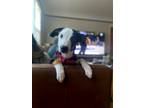 Adopt Gail a Beagle / Hound (Unknown Type) / Mixed dog in Omaha, NE (41109179)