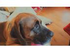 Adopt Hank a Brown/Chocolate - with Black Hound (Unknown Type) / Mastiff / Mixed