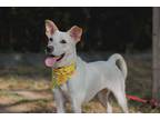Adopt Millie a White Labrador Retriever / Mixed Breed (Medium) / Mixed dog in
