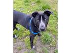 Adopt Free Byrd a Black Shepherd (Unknown Type) / Mixed Breed (Medium) / Mixed