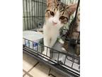 Adopt Sherlock a Brown Tabby Domestic Shorthair (short coat) cat in Chippewa