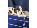 Adopt Baloo a White American Pit Bull Terrier / Mixed Breed (Medium) / Mixed