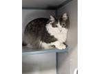 Adopt Charlie a Gray or Blue Domestic Longhair / Mixed Breed (Medium) / Mixed