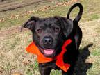 Adopt Gizmo a Black Patterdale Terrier (Fell Terrier) / Whippet / Mixed dog in