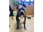 Adopt 24-152D Enzo a Black American Pit Bull Terrier / Mixed Breed (Medium) /