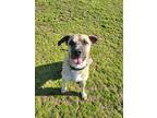 Adopt Grover a Tan/Yellow/Fawn Anatolian Shepherd / Mixed Breed (Medium) / Mixed