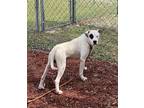 Adopt Darby a White Mixed Breed (Small) / Mixed Breed (Medium) / Mixed (short