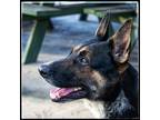 Adopt Henry a Black - with Tan, Yellow or Fawn Mixed Breed (Large) / Mixed dog