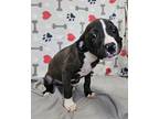 Adopt Puppy Shamrock a Black - with White Hound (Unknown Type) dog in Crescent