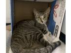 Adopt Peep a Brown Tabby Domestic Shorthair (short coat) cat in Wahiawa