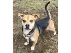Adopt Ringo Star a Brown/Chocolate - with Black Mixed Breed (Medium) / Mixed dog