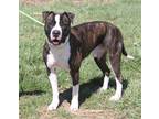 Adopt Spice (Neutered) Pics 3/25/24 a Brindle - with White American Pit Bull