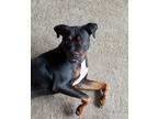 Adopt Zeus a Tricolor (Tan/Brown & Black & White) Boxer / Rottweiler / Mixed dog