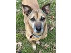 Adopt Dodge a Brown/Chocolate - with White Beagle / Jack Russell Terrier / Mixed