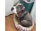 Adopt Kenna-Sponsored a American Pit Bull Terrier / Mixed dog in Richmond