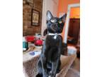 Adopt Happy a All Black Bombay (short coat) cat in Brooklyn, NY (39862489)