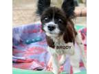 Adopt Brodie a Brown/Chocolate Pomeranian / Mixed Breed (Medium) / Mixed (medium
