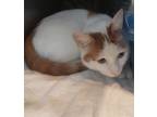 Adopt Vinnie a White Domestic Shorthair / Mixed Breed (Medium) / Mixed (short