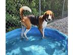 Adopt Banjo a Tricolor (Tan/Brown & Black & White) Treeing Walker Coonhound /