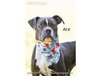 Adopt Ace a Black American Pit Bull Terrier / Mixed Breed (Medium) / Mixed