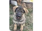 Adopt Tank a Black - with Tan, Yellow or Fawn German Shepherd Dog / Mixed dog in