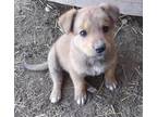 Adopt Grouper a Red/Golden/Orange/Chestnut - with Black German Shepherd Dog /