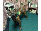 Adopt Henny a Brown/Chocolate Mastiff / Mixed Breed (Medium) / Mixed (short