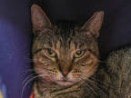 Adopt Theodore a Brown Tabby Domestic Shorthair / Mixed Breed (Medium) / Mixed