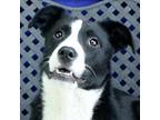 Adopt Beauty a Australian Cattle Dog / Mixed dog in Midland, TX (41105576)