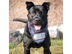Adopt Thor a Black Labrador Retriever / Shepherd (Unknown Type) / Mixed (short