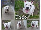Adopt Theo a White Terrier (Unknown Type, Medium) / Mixed Breed (Medium) / Mixed