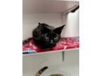 Adopt Phoebe a All Black Domestic Shorthair / Mixed Breed (Medium) / Mixed