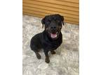Adopt Jelly Bean a Brown/Chocolate - with Tan Rottweiler / Mixed dog in Pilot