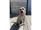 Adopt Buster (Underdog in Foster) a Tan/Yellow/Fawn American Pit Bull Terrier /