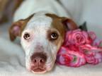 Adopt Lacey a Red/Golden/Orange/Chestnut - with White American Pit Bull Terrier