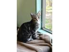 Adopt Sprocket a Gray, Blue or Silver Tabby American Shorthair (short coat) cat