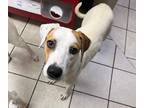 Adopt Fauna a White Pointer / Mixed Breed (Medium) / Mixed (short coat) dog in