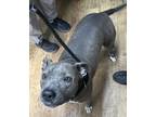 Adopt Kirra a Merle Mixed Breed (Small) / Mixed Breed (Medium) / Mixed (short