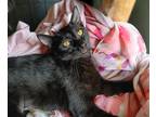 Adopt Rivet a All Black American Shorthair (short coat) cat in Lakeland