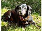Adopt Doris a Black - with Brown, Red, Golden, Orange or Chestnut Dachshund /