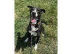 Adopt Ace a Border Collie / Terrier (Unknown Type, Small) / Mixed dog in