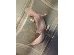 Adopt Lazarus a Gecko reptile, amphibian, and/or fish in Cincinnati
