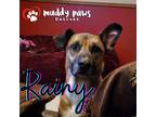 Adopt Rainy (Courtesy Post) a Brown/Chocolate German Shepherd Dog / Labrador