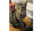 Adopt Misty a Brown Tabby Domestic Shorthair / Mixed (short coat) cat in