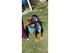 Adopt Bo a Tan/Yellow/Fawn - with Black Black Mouth Cur / Bloodhound dog in