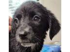 Adopt Janine a Black Blue Heeler / Shepherd (Unknown Type) / Mixed dog in