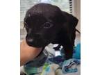 Adopt Melody a Black Blue Heeler / Shepherd (Unknown Type) / Mixed dog in