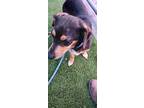 Adopt Frederico a Black - with Tan, Yellow or Fawn Dachshund / Mixed dog in