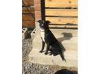 Adopt Nico a Black - with White Border Collie / Mixed Breed (Medium) / Mixed dog
